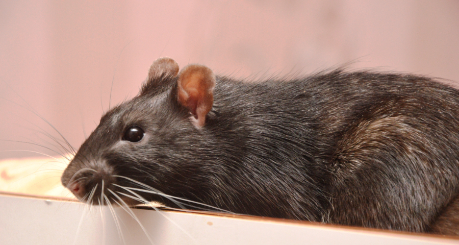 Rat Pest Control Harrow, Brent, Barnet, Enfield And All London Boroughs