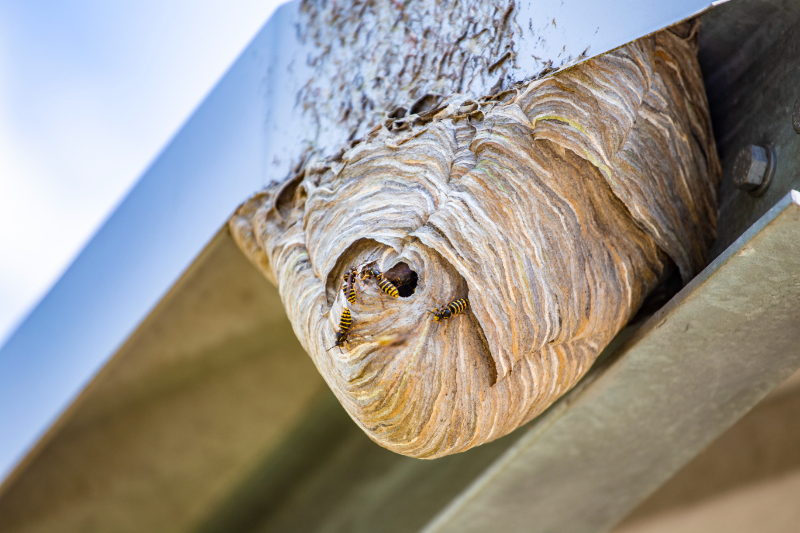 Wasp Removal Harrow, Brent, Barnet, Enfield
