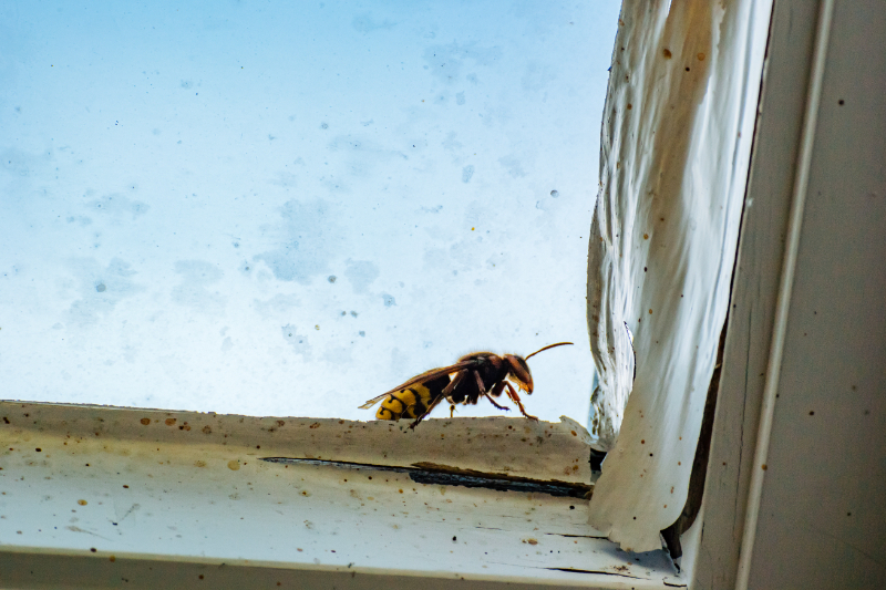 Wasp Pest Control Harrow, Brent, Barnet, Enfield And All London Boroughs