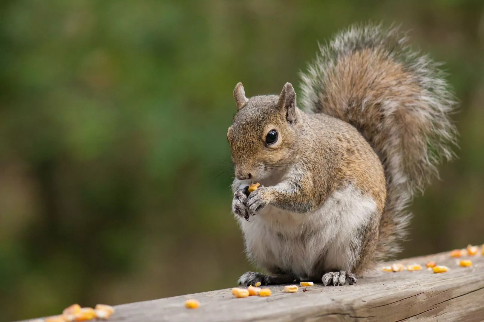 Pest Removal Harrow, Brent, Barnet, Enfield