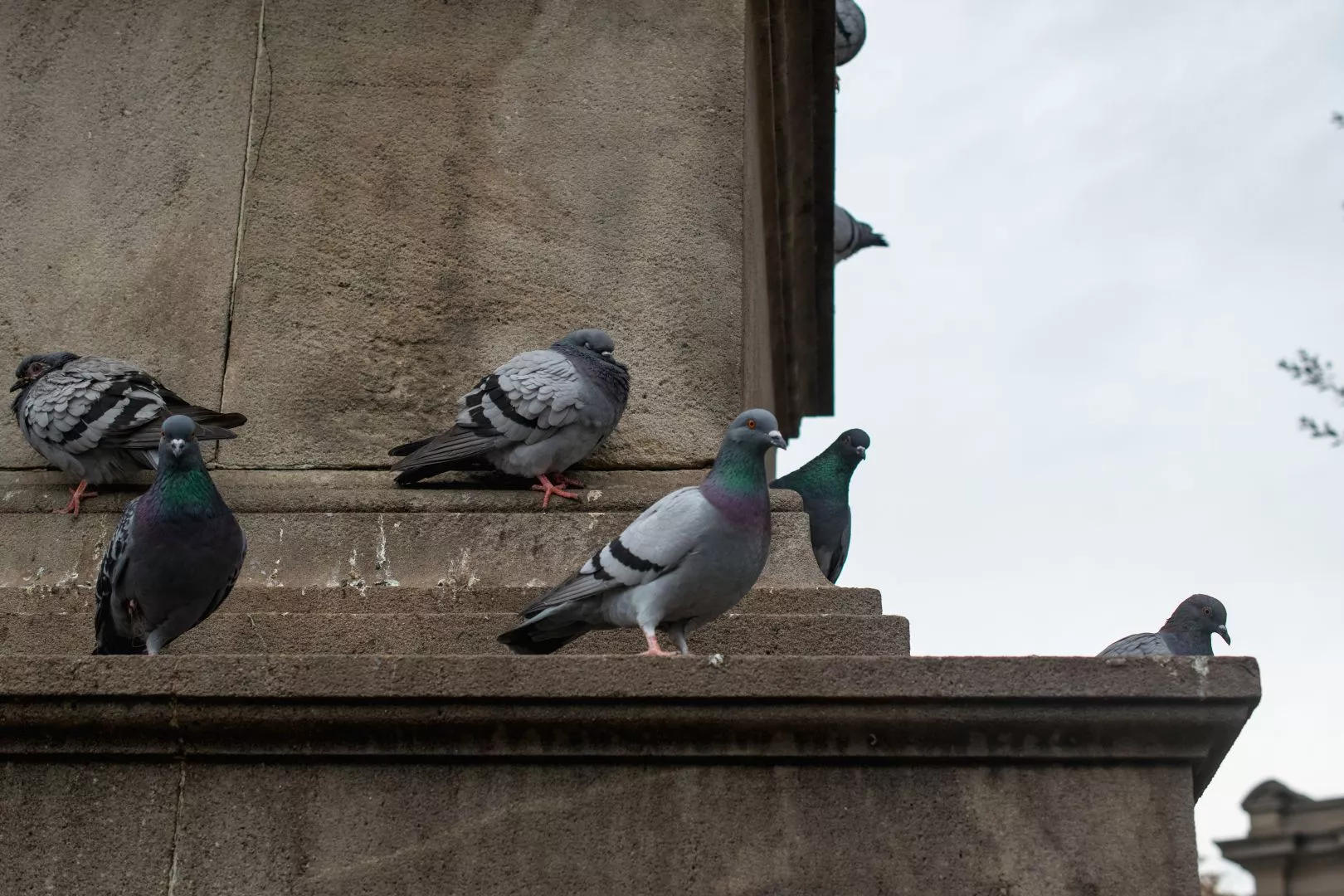 pest control in london