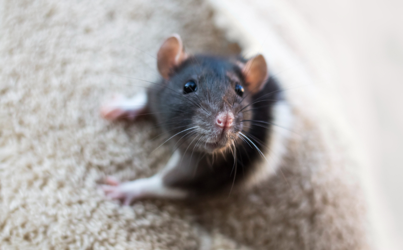 Rat control Harrow, Brent, Barnet, Enfield
